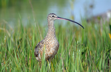 Curlew on Florida Beach