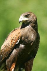 Harris Hawk