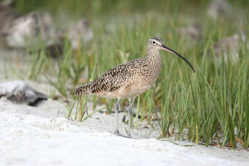 Curlew on Florida Beach