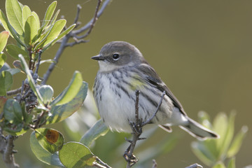 Young Yellow-rumped Warbler