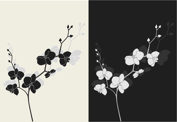 Fototapeta premium Beautiful orchid with shadow, duotone vector illustration