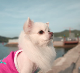 piesek © ewelina polanda