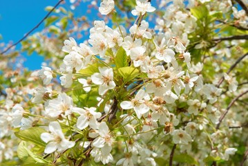 White cherry flowers