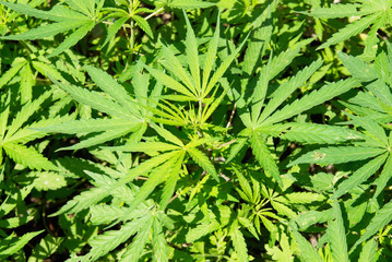 Field of green marijuana (hemp)