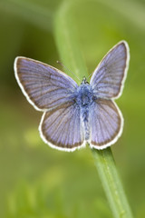 Bläuling