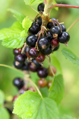 Schwarze Johannesbeeren,Gartenarbeit