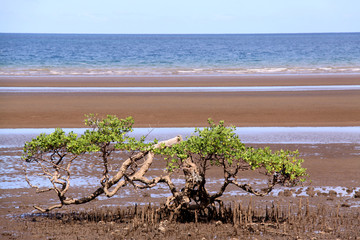 mangrove et mer