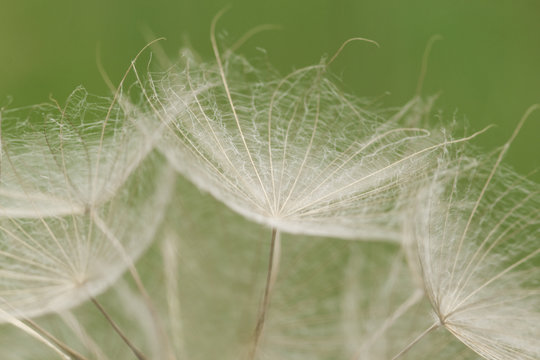 Fototapeta Pusteblume