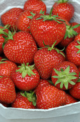 erdbeeren