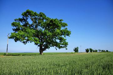 Fototapeta na wymiar Big Green Tree