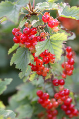 rote johannesbeeren