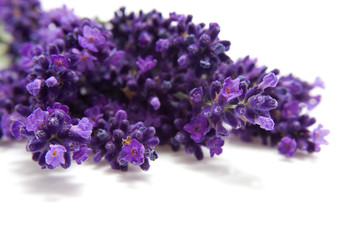 Lavender in closeup on white background