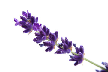 Naklejka premium macro view of lavender on white background