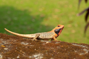 Orange-headed agama