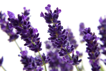 Obraz premium macro view of lavender