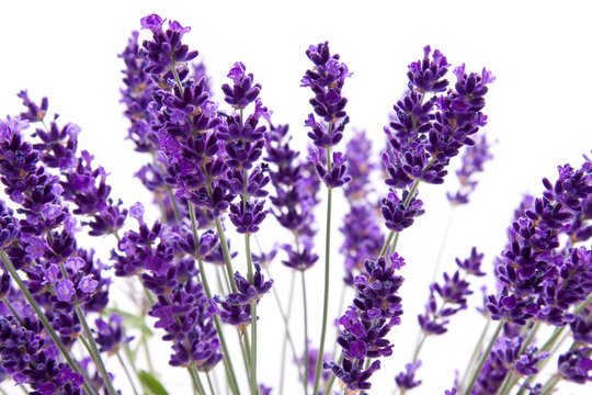 Fototapeta macro view of lavender on white background