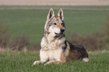 chien loup tchèque allongé dans l'herbe de face tête tournée