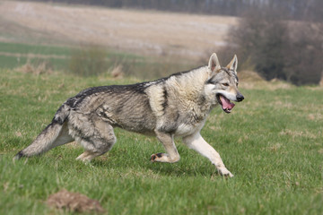 Naklejka na ściany i meble Czech wolf dog aktualny profil w trawie-polowania
