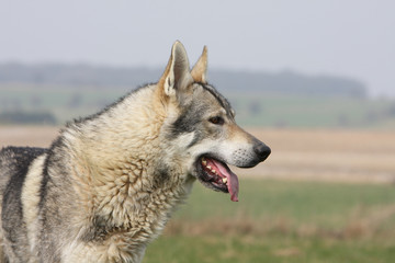portrait d'un chien loup tchèque debout de profil dans l'herbe