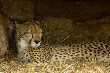 cheetak asleep