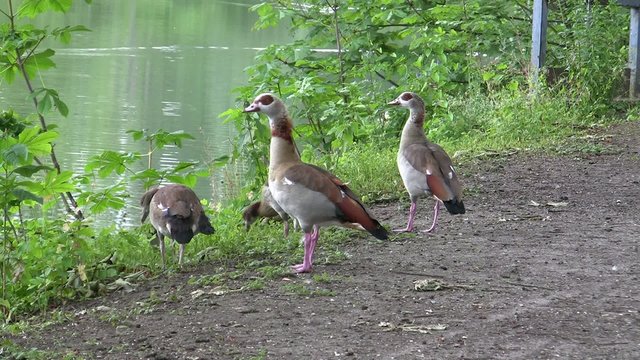 Entenfamilie