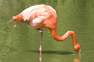 flamingo eating