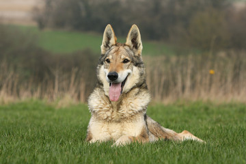 chien loup tchèque couché de face dans l'herbe - gentillesse