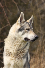 portrait d'un chien loup tchèque tête tournée regardant au loin