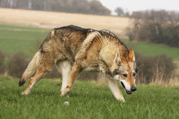chien loup tchèque marchant comme un loup - menace