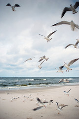 Seagulls at the Baltic sea.