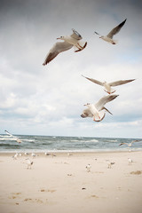 Seagulls at the Baltic sea.
