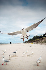 Seagulls at the Baltic sea.