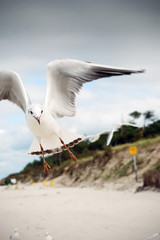 Fototapeta premium Seagulls at the Baltic sea.