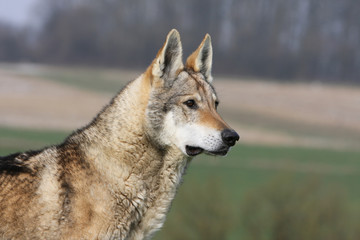portrait d'un chien loup tchèque de profil - regard perçant