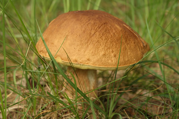 Edible boletus