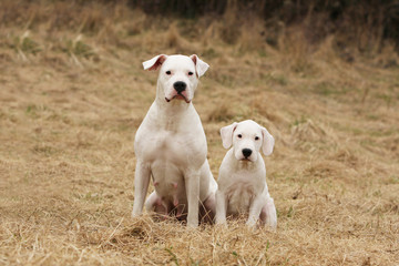 mère et chiot dogue d' argentine assis côte à côte dans l'herbe