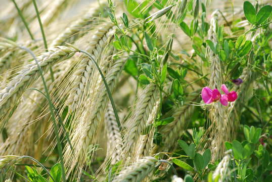 Bl&uuml;hende rosa Erbsen und Roggenfeld