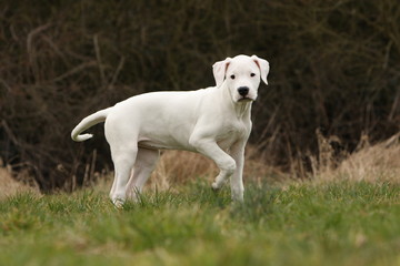 jeune dogue argentin debout de profil et patte levée-promenade © Dogs