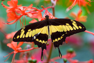 Butterfly sitting on a flower in spring