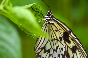 Butterfly sitting on a flower in spring