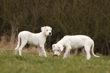 les deux chiots dogue argentin font une pause dans l'herbe