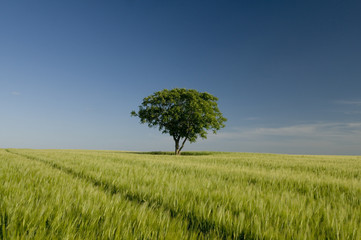 Fototapeta premium Arbre seul 3834