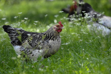 Henne auf der Wiese