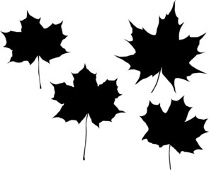 maple leaves illustration