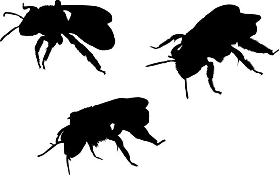 three bee silhouettes