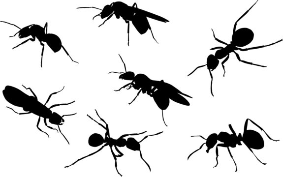 seven black ants