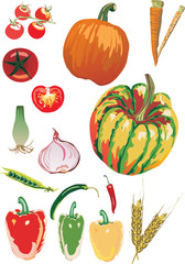 color vegetables illustration