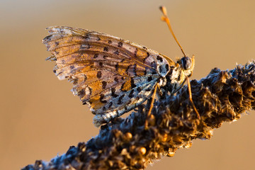 Butterfly sitting on a flower in spring