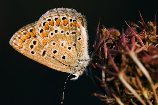 Butterfly sitting on a flower in spring