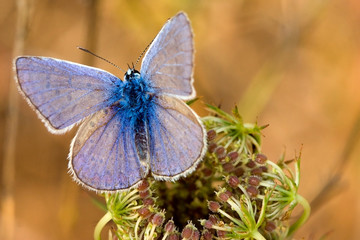 Butterfly sitting on a flower in spring
